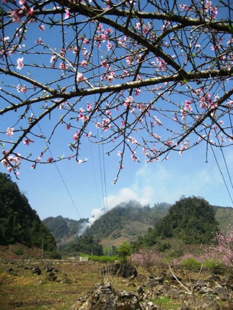 Hoa đào Tây Bắc.